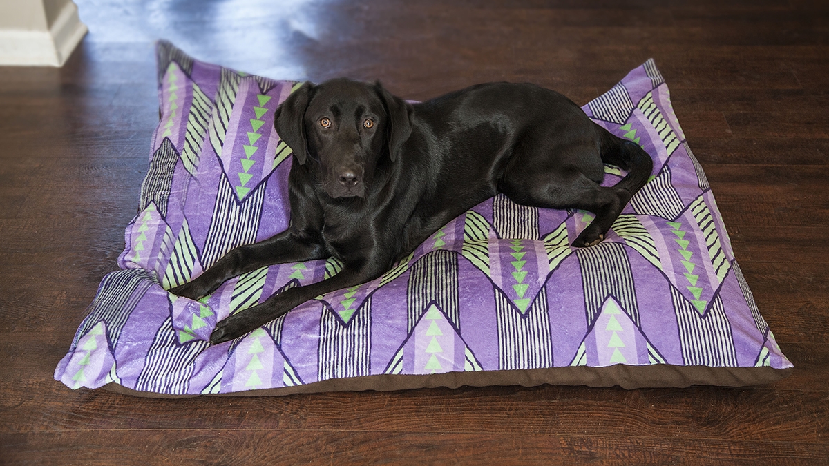 pet bed 2